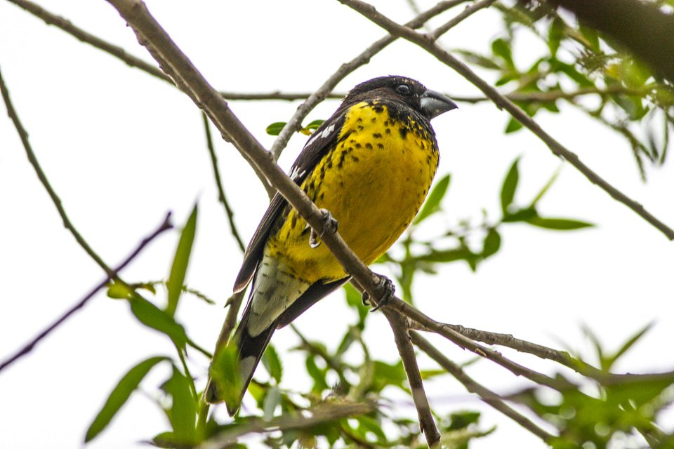 Foto de Rey del bosque (), familia Cardinalidae, aves de Chile