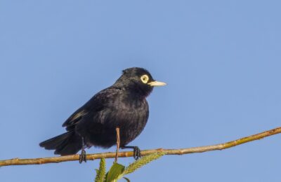 Foto de Run-run (Hymenops perspicillatus), familia Tyrannidae, aves de Chile