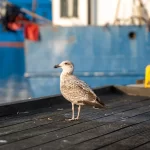 Gaviota de Sabine en Chile: ave marina de alas puntiagudas y patrón en W