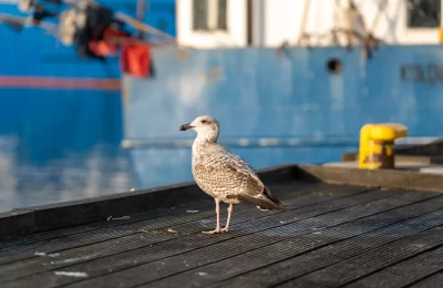 Gaviota de Sabine en Chile: ave marina de alas puntiagudas y patrón en W