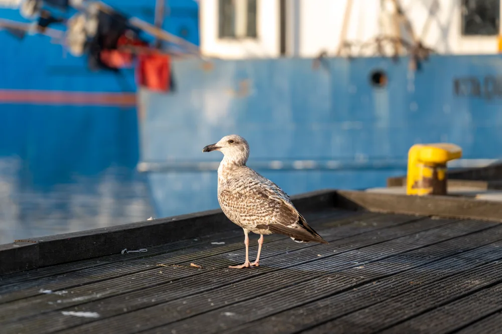Gaviota de Sabine en Chile: ave marina de alas puntiagudas y patrón en W