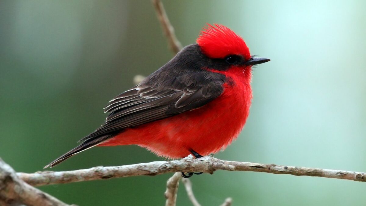 Foto de Saca-tu-real (Pyrocephalus rubinus), familia Tyrannidae, aves de Chile