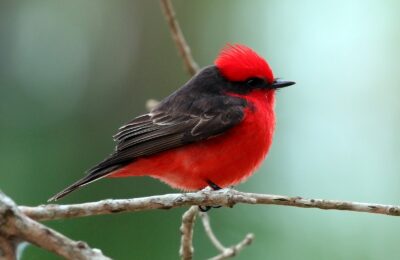 Foto de Saca-tu-real (Pyrocephalus rubinus), familia Tyrannidae, aves de Chile