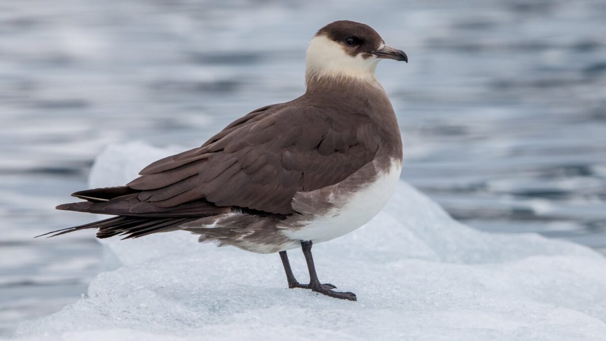 Foto de Salteador chico (Stercorarius parasiticus), familia Stercorariidae, aves de Chile