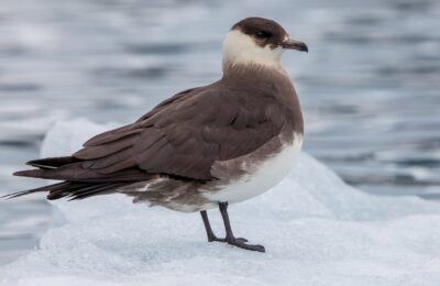 Foto de Salteador chico (Stercorarius parasiticus), familia Stercorariidae, aves de Chile