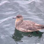Foto de Salteador chileno (Stercorarius chilensis), familia Stercorariidae, aves de Chile