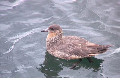 Foto de Salteador chileno (Stercorarius chilensis), familia Stercorariidae, aves de Chile