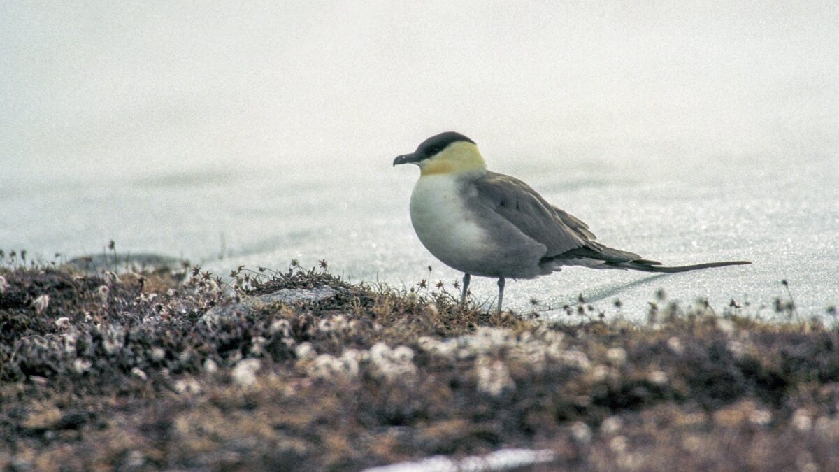 Foto de Salteador de cola larga (Stercorarius longicaudus), aves de Chile