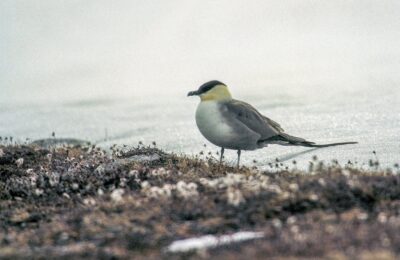 Foto de Salteador de cola larga (Stercorarius longicaudus), aves de Chile