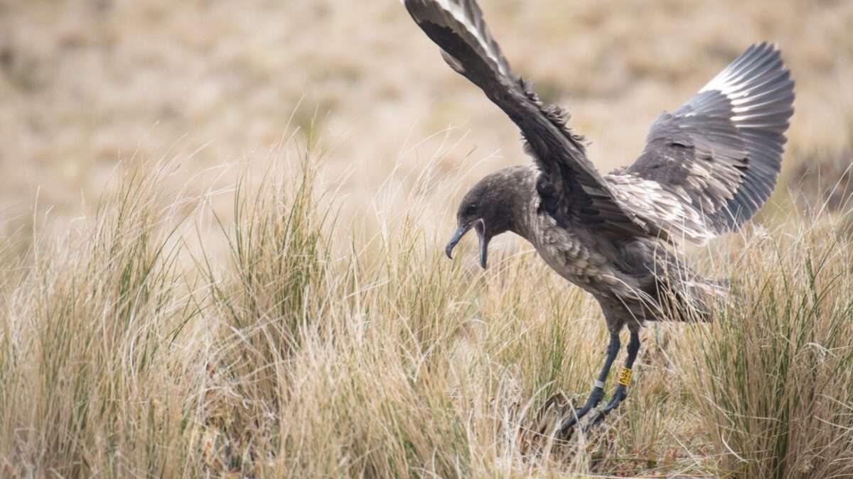 Foto de Salteador pardo (), familia Stercorariidae, aves de Chile
