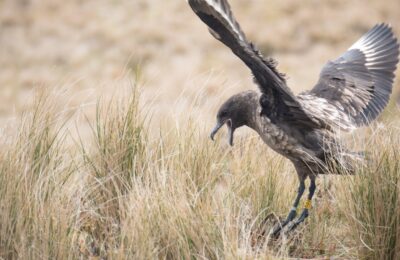 Foto de Salteador pardo (), familia Stercorariidae, aves de Chile