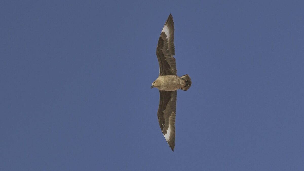 Foto de Salteador polar (Stercorarius maccormicki), familia Stercorariidae, aves de Chile