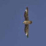 Foto de Salteador polar (Stercorarius maccormicki), familia Stercorariidae, aves de Chile
