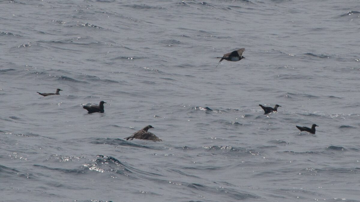 Foto de Salteador pomarino (Stercorarius pomarinus), familia Stercorariidae, aves de Chile