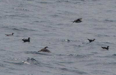 Foto de Salteador pomarino (Stercorarius pomarinus), familia Stercorariidae, aves de Chile