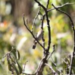 Foto de Semillero (Catamenia analis), familia Thraupidae, aves de Chile