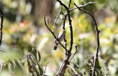 Foto de Semillero (Catamenia analis), familia Thraupidae, aves de Chile