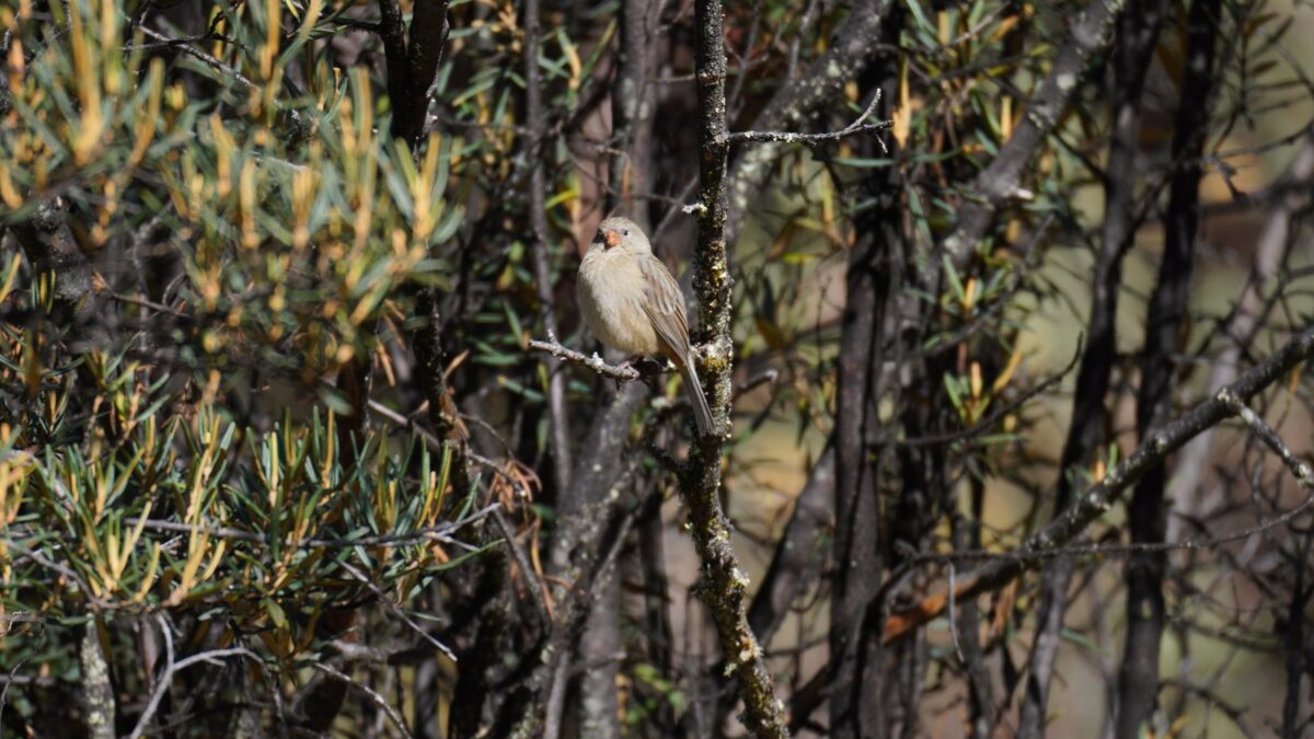 Foto de Semillero peruano (Catamenia inornata), aves de Chile