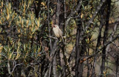 Foto de Semillero peruano (Catamenia inornata), aves de Chile