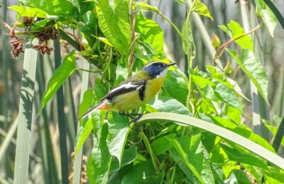 Foto de Siete-colores (), familia Tyrannidae, aves de Chile