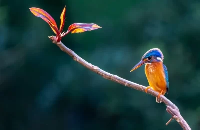 Significado espiritual de que entre un pájaro en casa: guía esotérica completa | avesnativaschilenas.cl