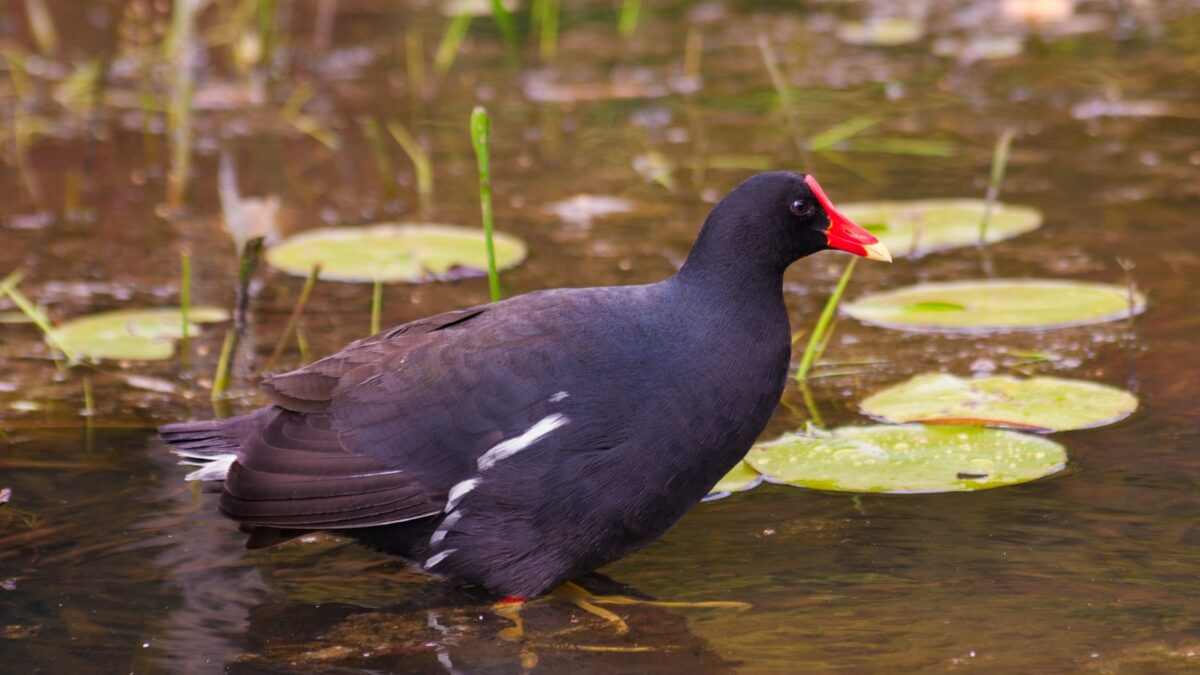 Foto de Tagüita del Norte (Gallinula galeata), aves de Chile