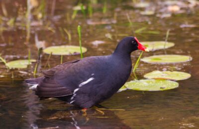 Foto de Tagüita del Norte (Gallinula galeata), aves de Chile
