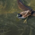 Foto de Tagüita (Porphyriops melanops), familia Rallidae, aves de Chile