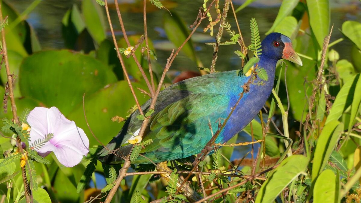 Foto de Tagüita purpúrea (Porphyrio martinicus), aves de Chile