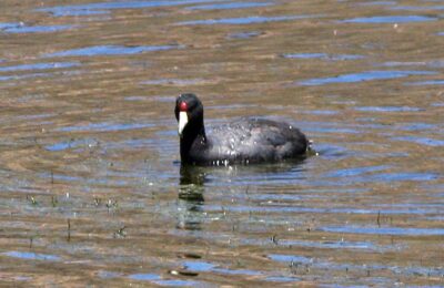 Foto de Tagua andina (Fulica ardesiaca), familia Rallidae, aves de Chile