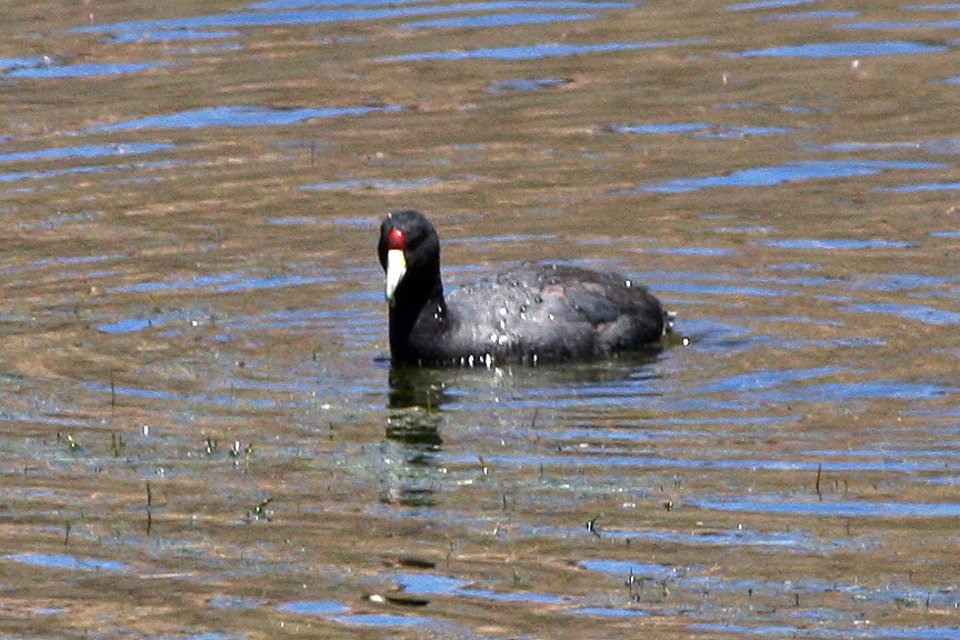 Foto de Tagua andina (Fulica ardesiaca), familia Rallidae, aves de Chile