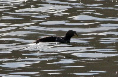 Foto de Tagua cornuda (Fulica cornuta), familia Rallidae, aves de Chile