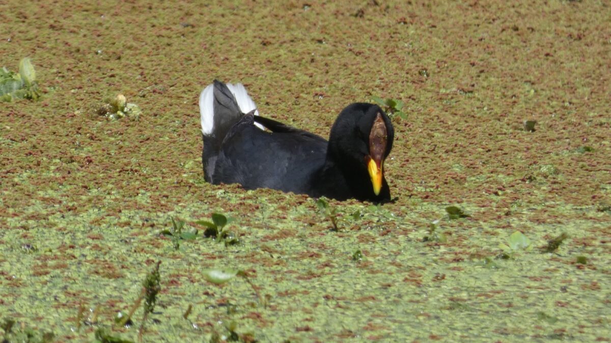 Foto de Tagua de frente roja (Fulica rufifrons), familia Rallidae, aves de Chile