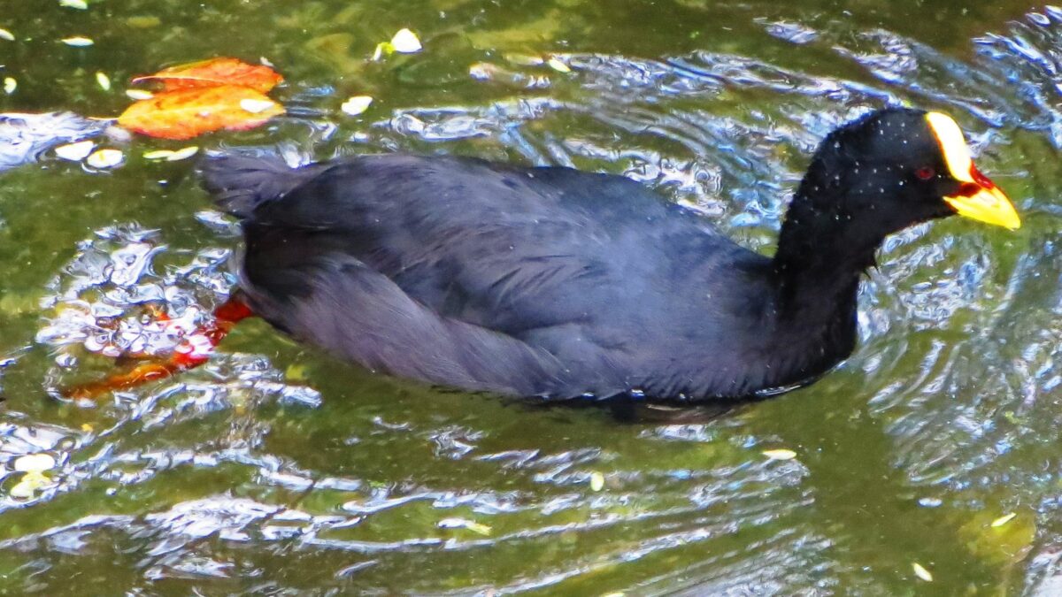 Foto de Tagua (Fulica armillata), familia Rallidae, aves de Chile