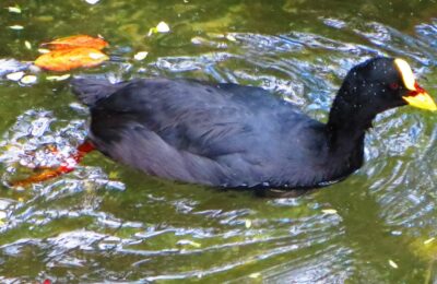 Foto de Tagua (Fulica armillata), familia Rallidae, aves de Chile