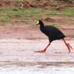 Foto de Tagua gigante (Fulica gigantea), familia Rallidae, aves de Chile