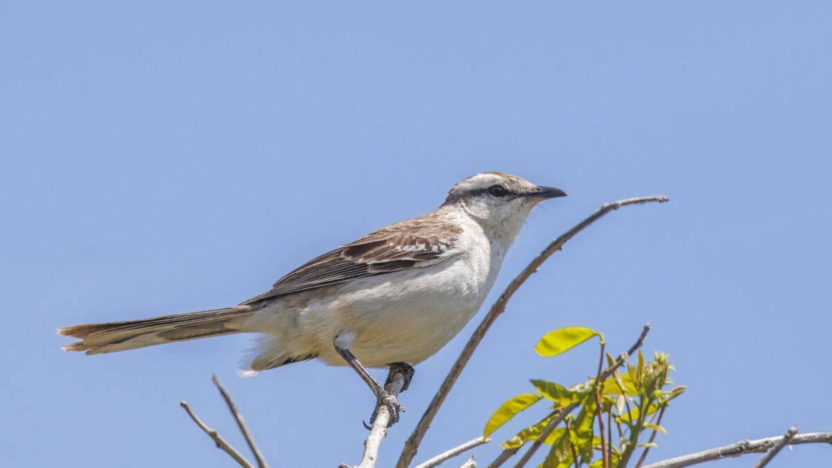 Foto de Tenca calandria (Mimus saturninus), familia Mimidae, aves de Chile