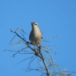 Foto de Tenca de alas blancas (Mimus triurus), familia Mimidae, aves de Chile