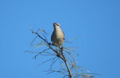 Foto de Tenca de alas blancas (Mimus triurus), familia Mimidae, aves de Chile