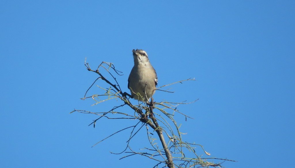 Foto de Tenca de alas blancas (Mimus triurus), familia Mimidae, aves de Chile