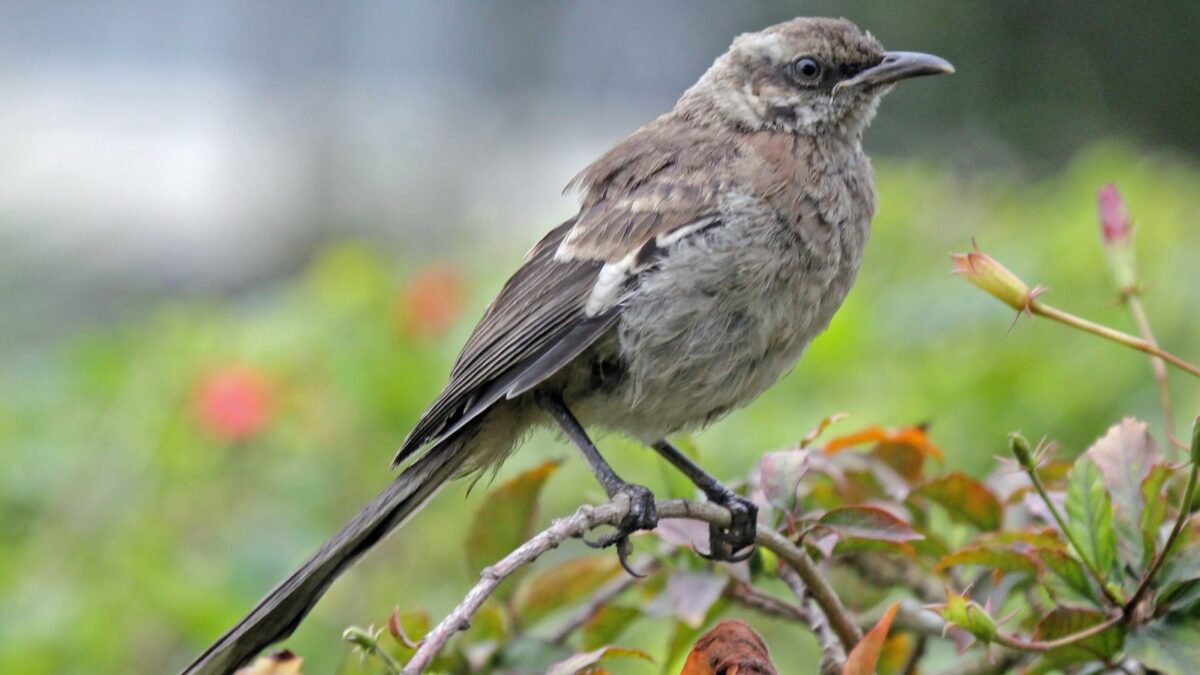 Foto de Tenca de cola larga (Mimus longicaudatus), familia Mimidae, aves de Chile