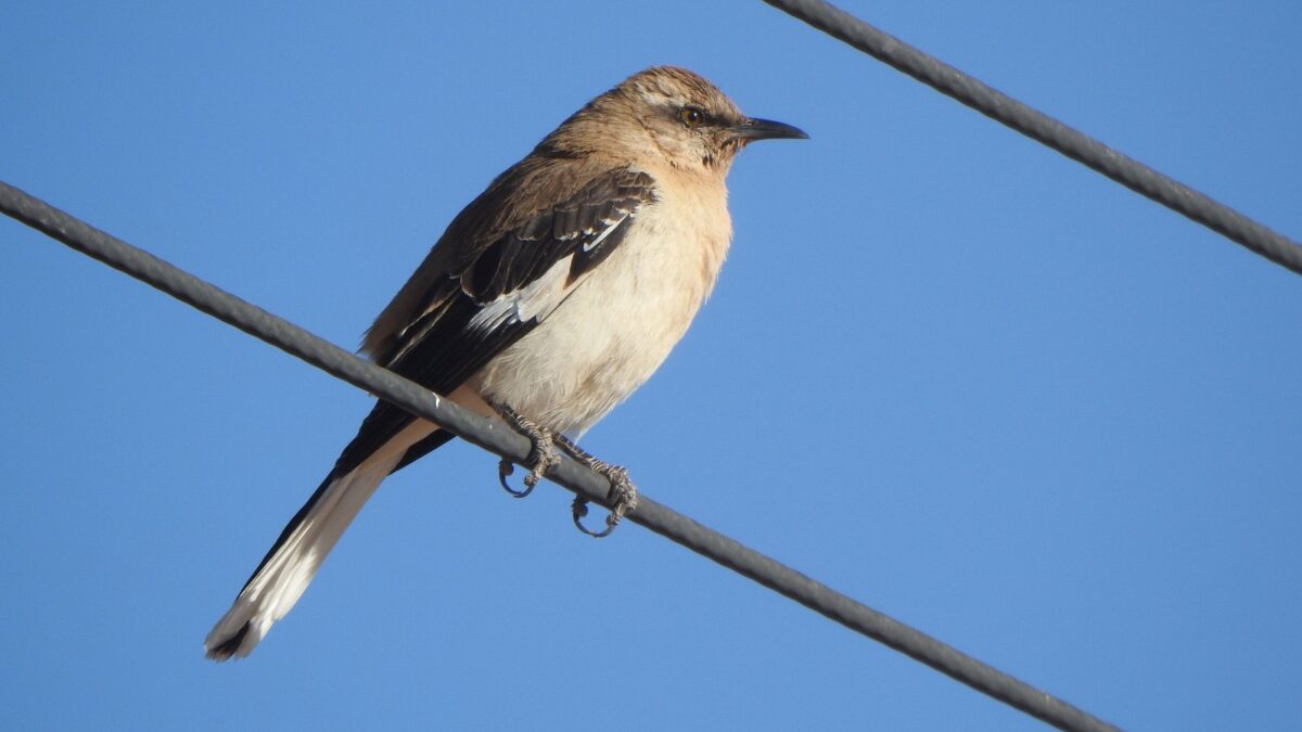 Foto de Tenca de dorso castaño (), familia Mimidae, aves de Chile