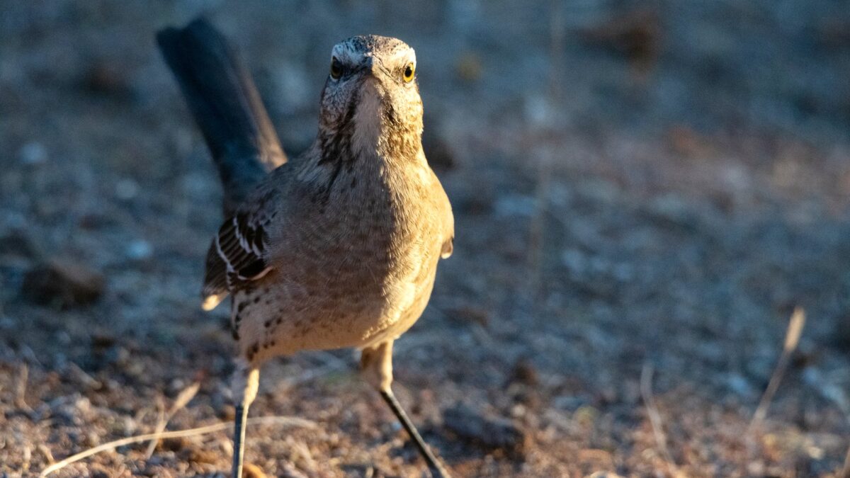 Foto de Tenca (), familia Mimidae, aves de Chile