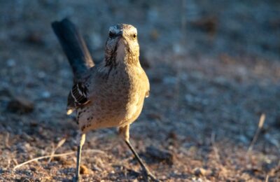 Foto de Tenca (), familia Mimidae, aves de Chile