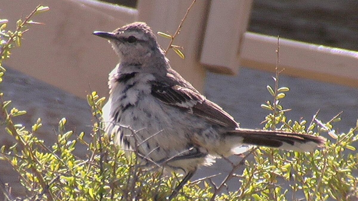 Foto de Tenca patagónica (), familia Mimidae, aves de Chile