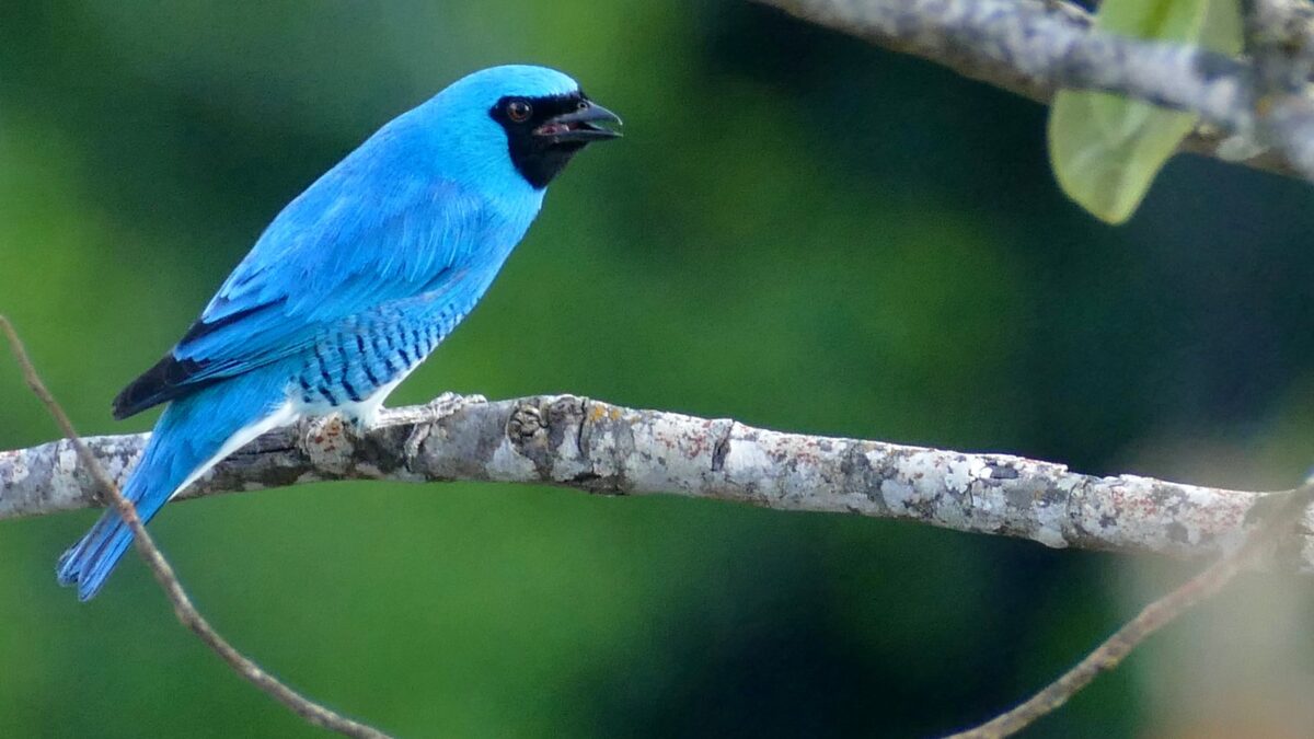 Foto de Tersina (Tersina viridis), familia Thraupidae, aves de Chile