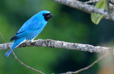 Foto de Tersina (Tersina viridis), familia Thraupidae, aves de Chile