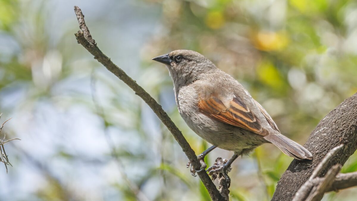 Foto de Tordo bayo (Agelaioides badius), familia Icteridae, aves de Chile