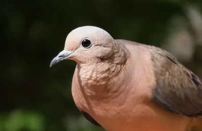 Tórtola común (Zenaida auriculata): hábitat, alimentación y características en Chile | avesnativaschilenas.cl