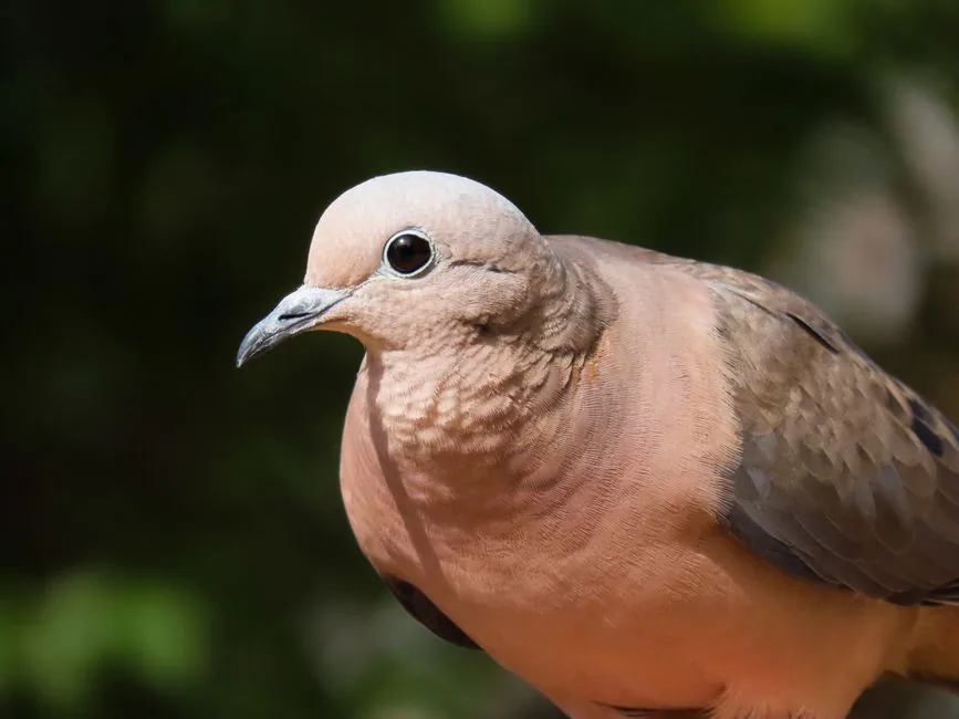 Tórtola común (Zenaida auriculata): hábitat, alimentación y características en Chile | avesnativaschilenas.cl